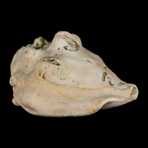 2.5" Strombus Bubonius Fossil Shell Gastropod Pliocene Age Almeria, Spain - Fossil Age Minerals