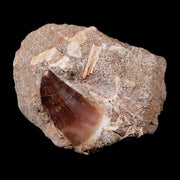 1.4" Mosasaur Prognathodon Fossil Tooth In Matrix Cretaceous Dinosaur Era COA
