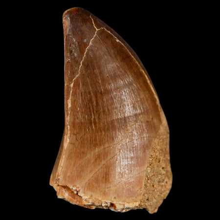 XL 2" Mosasaur Prognathodon Fossil Tooth Cretaceous Dinosaur Era COA & Stand