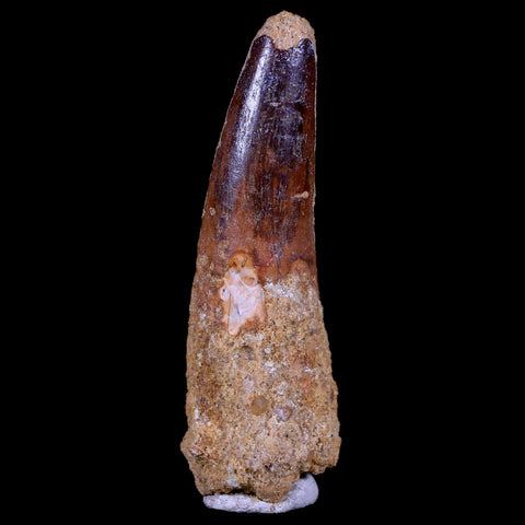XL 3.6" Spinosaurus Fossil Tooth 100 Mil Yrs Old Cretaceous Dinosaur COA & Stand - Fossil Age Minerals