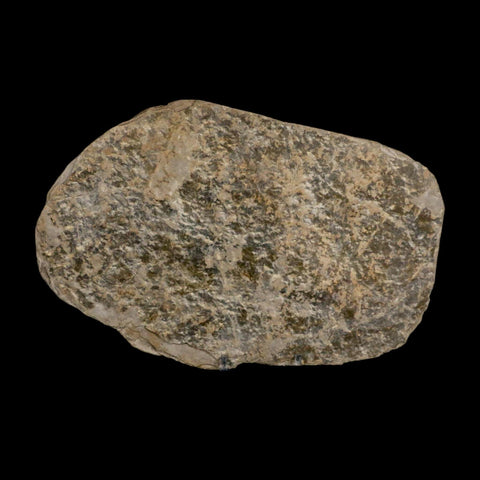 5.6" Grallator Variabilis Dinosaurs Tracks Foot Prints Jurassic Age France COA, Stand