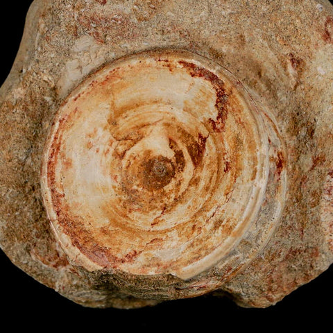 50MM Otodus Obliquus Shark Vertebrae Fossil Bone In Matrix Morocco COA - Fossil Age Minerals