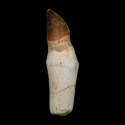 XL 4.9" Mosasaur Prognathodon Fossil Tooth Rooted Cretaceous Dinosaur Era COA