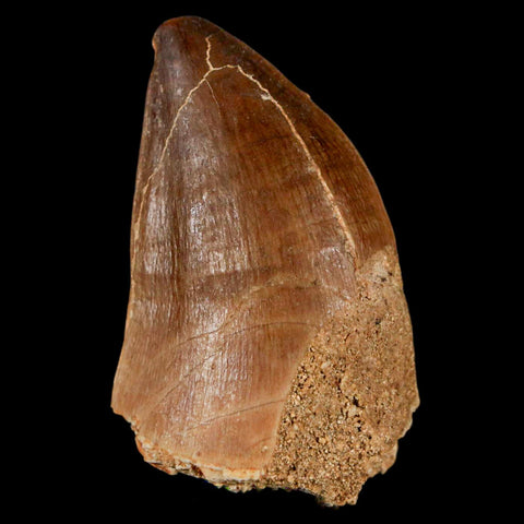 XL 2" Mosasaur Prognathodon Fossil Tooth Cretaceous Dinosaur Era COA & Stand - Fossil Age Minerals