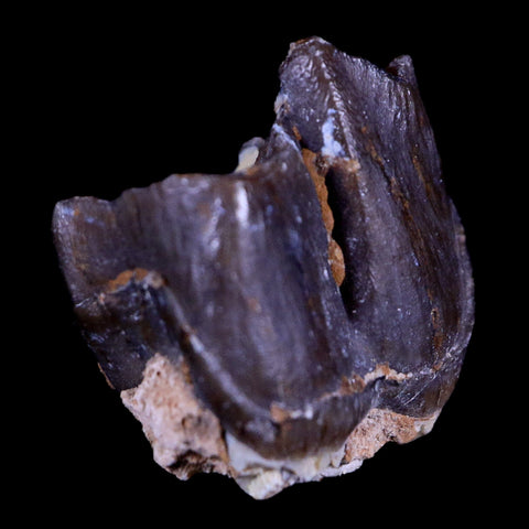 0.8" Running Rhino Hyracodon Nebrascensis Fossil Tooth South Dakota Badlands COA - Fossil Age Minerals