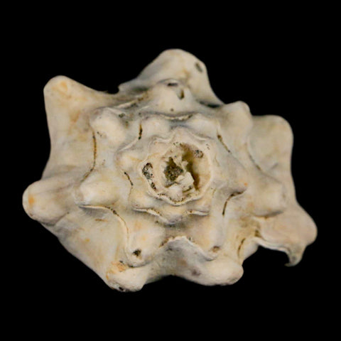 2.5" Strombus Bubonius Fossil Shell Gastropod Pliocene Age Almeria, Spain - Fossil Age Minerals