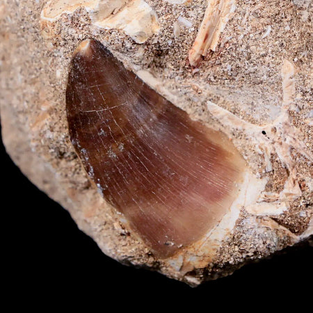 1.4" Mosasaur Prognathodon Fossil Tooth In Matrix Cretaceous Dinosaur Era COA