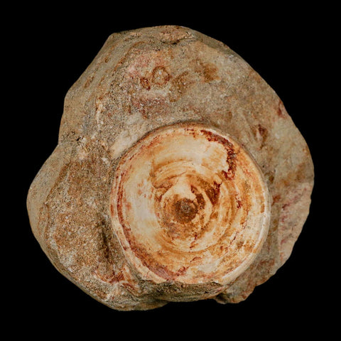 50MM Otodus Obliquus Shark Vertebrae Fossil Bone In Matrix Morocco COA - Fossil Age Minerals