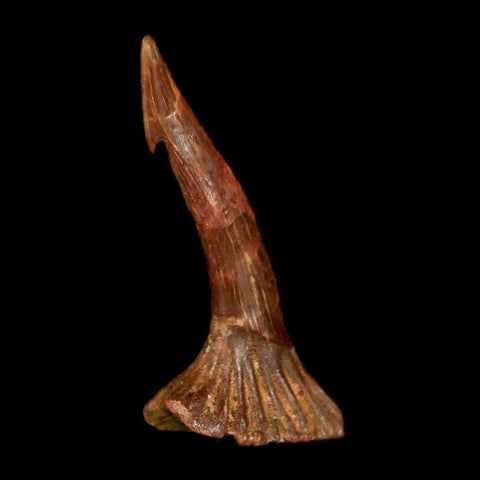 1.4" Sawfish Fossil Tooth Barb Onchopristis Numidus Cretaceous Dinosaur Era COA - Fossil Age Minerals