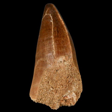 XL 2" Mosasaur Prognathodon Fossil Tooth Cretaceous Dinosaur Era COA & Stand - Fossil Age Minerals