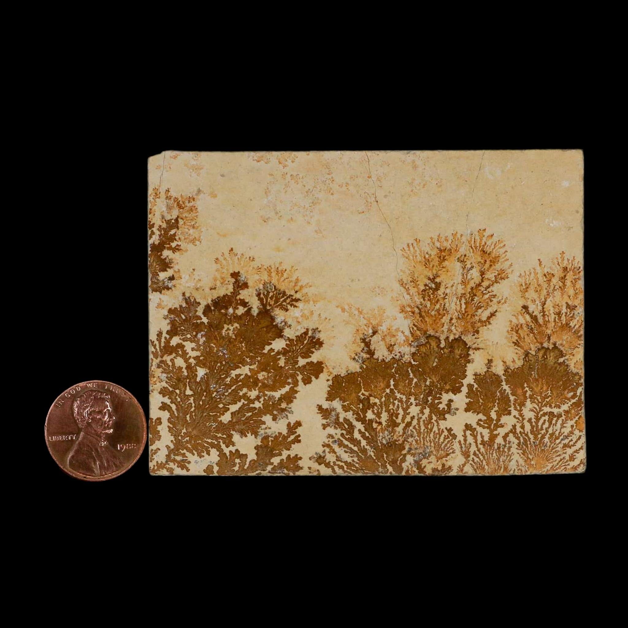 3.1" Pyrolusite Dendritic Limestone Solnhofen Upper Jurassic Age West Germany - Fossil Age Minerals