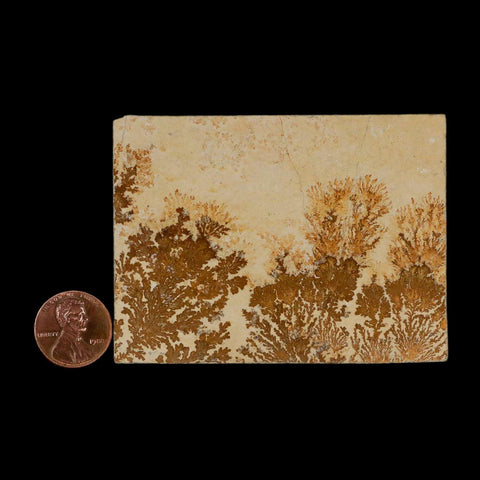 3.1" Pyrolusite Dendritic Limestone Solnhofen Upper Jurassic Age West Germany - Fossil Age Minerals