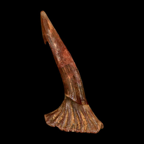 1.4" Sawfish Fossil Tooth Barb Onchopristis Numidus Cretaceous Dinosaur Era COA - Fossil Age Minerals