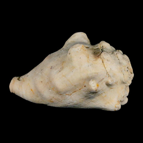 2.5" Strombus Bubonius Fossil Shell Gastropod Pliocene Age Almeria, Spain - Fossil Age Minerals