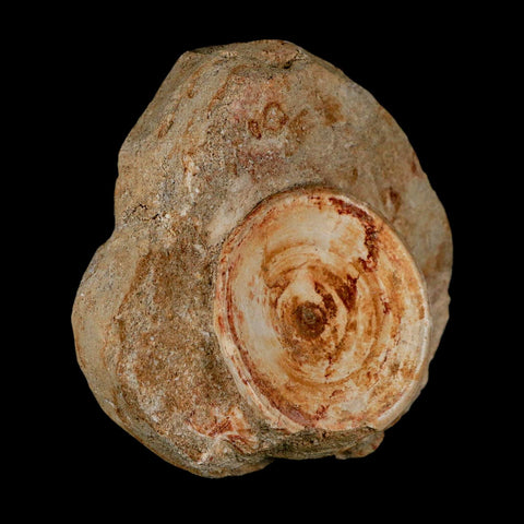 50MM Otodus Obliquus Shark Vertebrae Fossil Bone In Matrix Morocco COA - Fossil Age Minerals