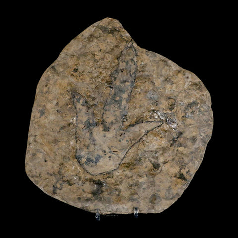 5.6" Grallator Variabilis Dinosaurs Tracks Foot Prints Jurassic Age France COA, Stand