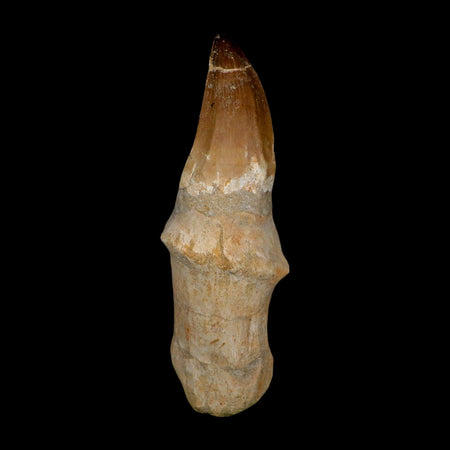 XL 5.7" Mosasaur Prognathodon Fossil Tooth Rooted Cretaceous Dinosaur Era COA