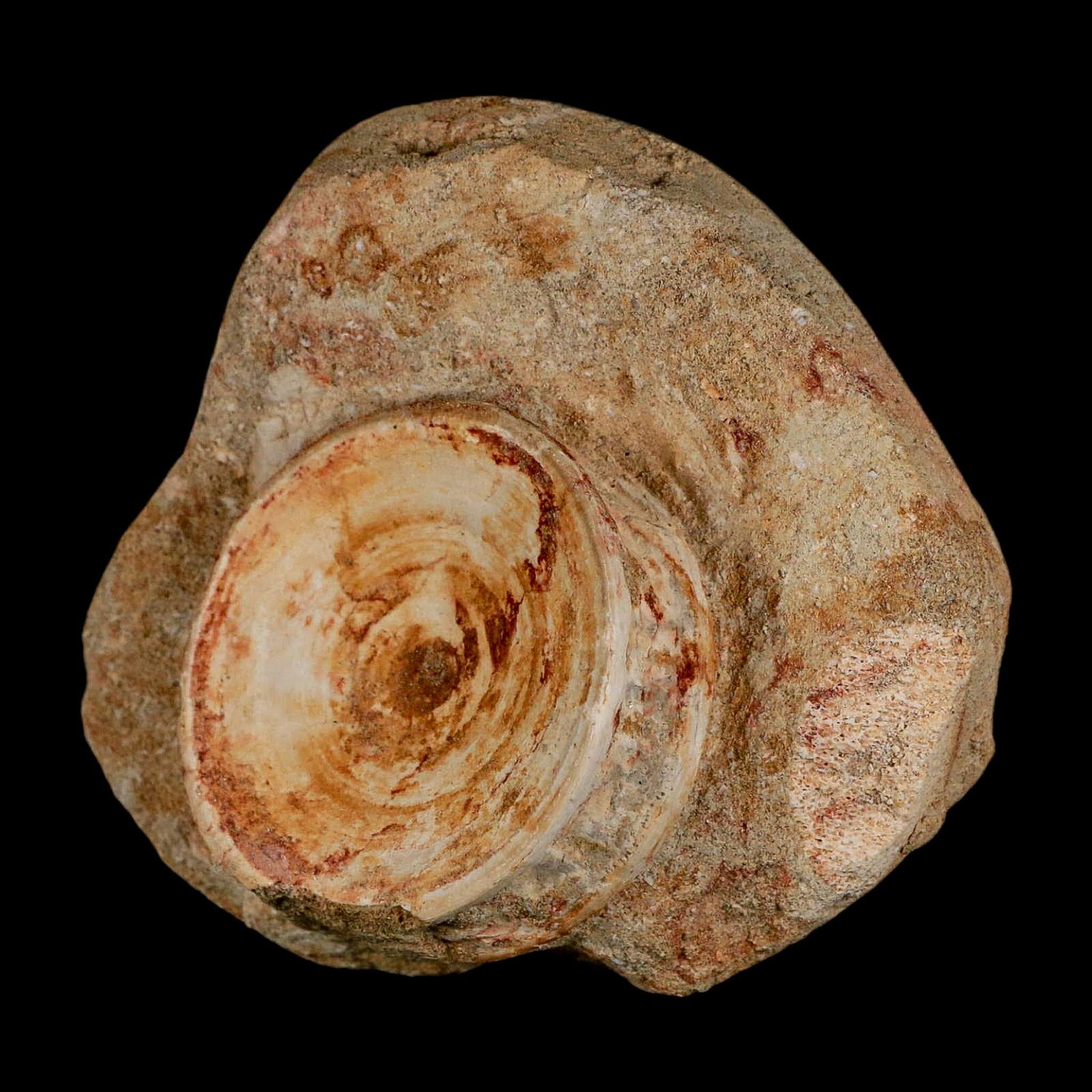 50MM Otodus Obliquus Shark Vertebrae Fossil Bone In Matrix Morocco COA - Fossil Age Minerals