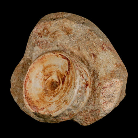 50MM Otodus Obliquus Shark Vertebrae Fossil Bone In Matrix Morocco COA - Fossil Age Minerals