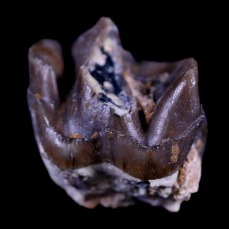 0.8" Running Rhino Hyracodon Nebrascensis Fossil Tooth South Dakota Badlands COA