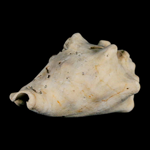 2.5" Strombus Bubonius Fossil Shell Gastropod Pliocene Age Almeria, Spain - Fossil Age Minerals