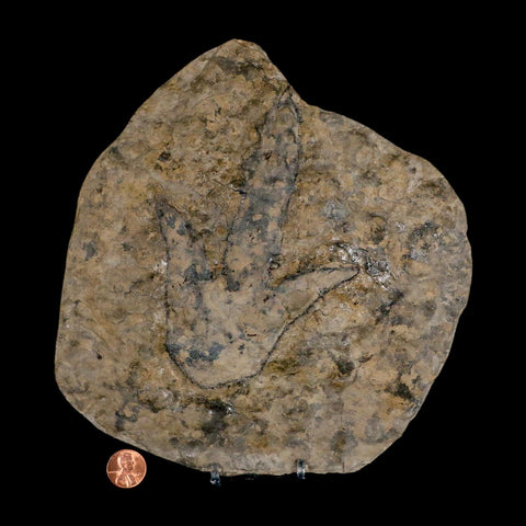 5.6" Grallator Variabilis Dinosaurs Tracks Foot Prints Jurassic Age France COA, Stand