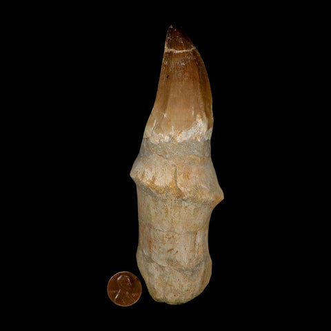 XL 5.7" Mosasaur Prognathodon Fossil Tooth Rooted Cretaceous Dinosaur Era COA