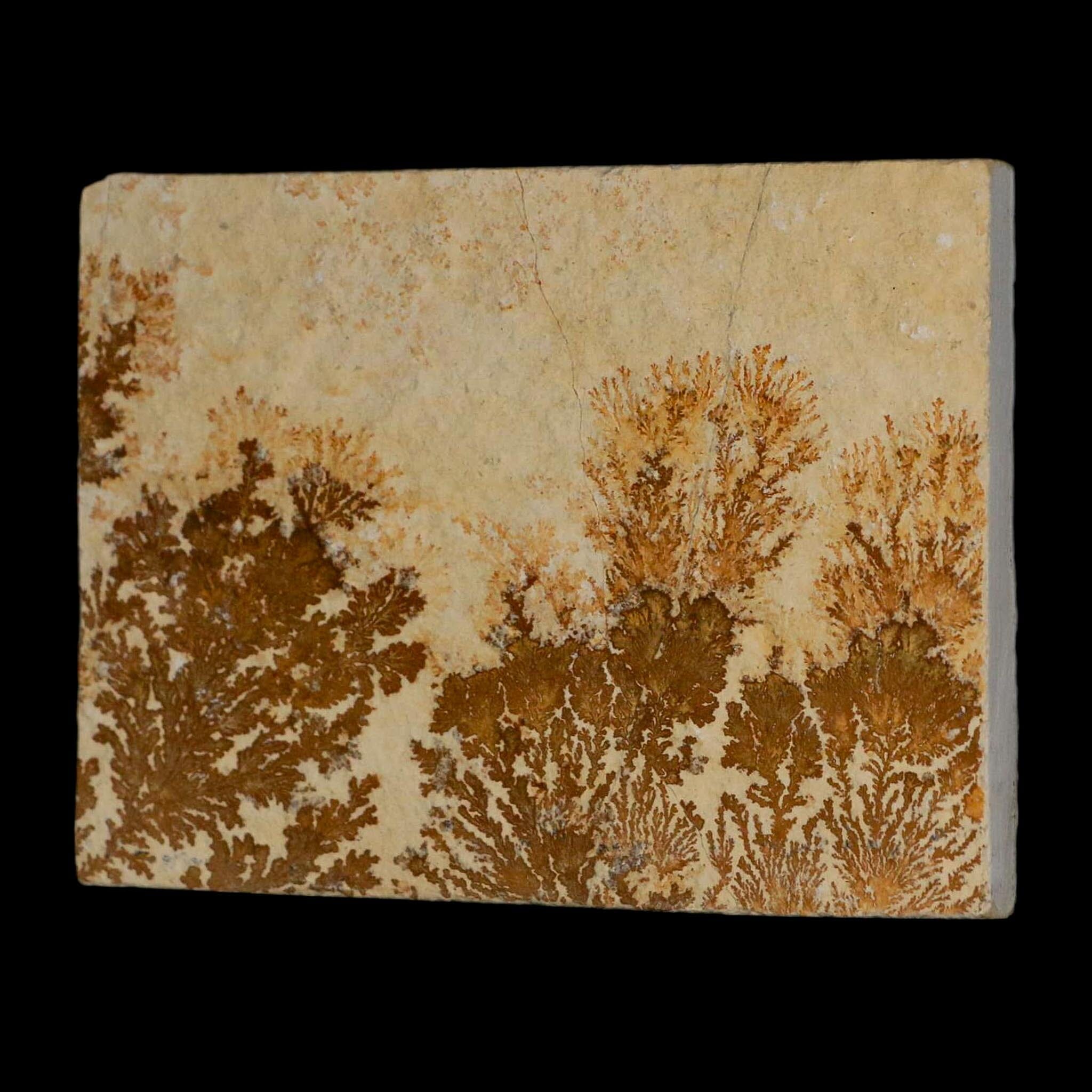 3.1" Pyrolusite Dendritic Limestone Solnhofen Upper Jurassic Age West Germany - Fossil Age Minerals