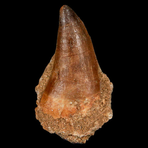XL 2.4" Mosasaur Prognathodon Fossil Tooth Cretaceous Dinosaur Era COA & Stand - Fossil Age Minerals