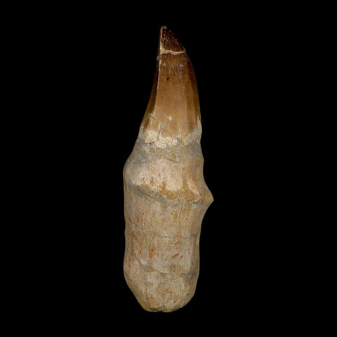 XL 5.7" Mosasaur Prognathodon Fossil Tooth Rooted Cretaceous Dinosaur Era COA