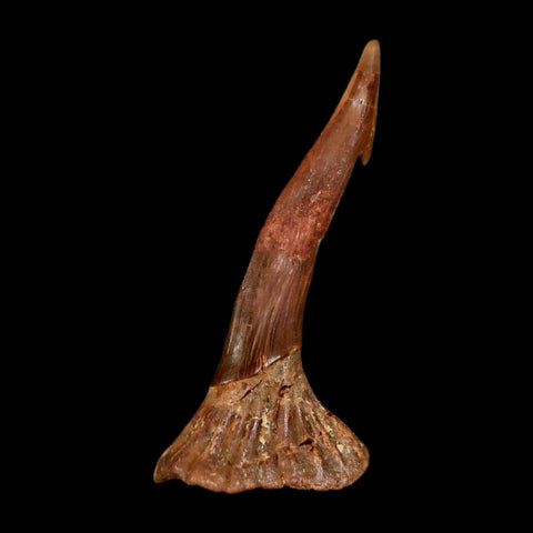 1.4" Sawfish Fossil Tooth Barb Onchopristis Numidus Cretaceous Dinosaur Era COA - Fossil Age Minerals