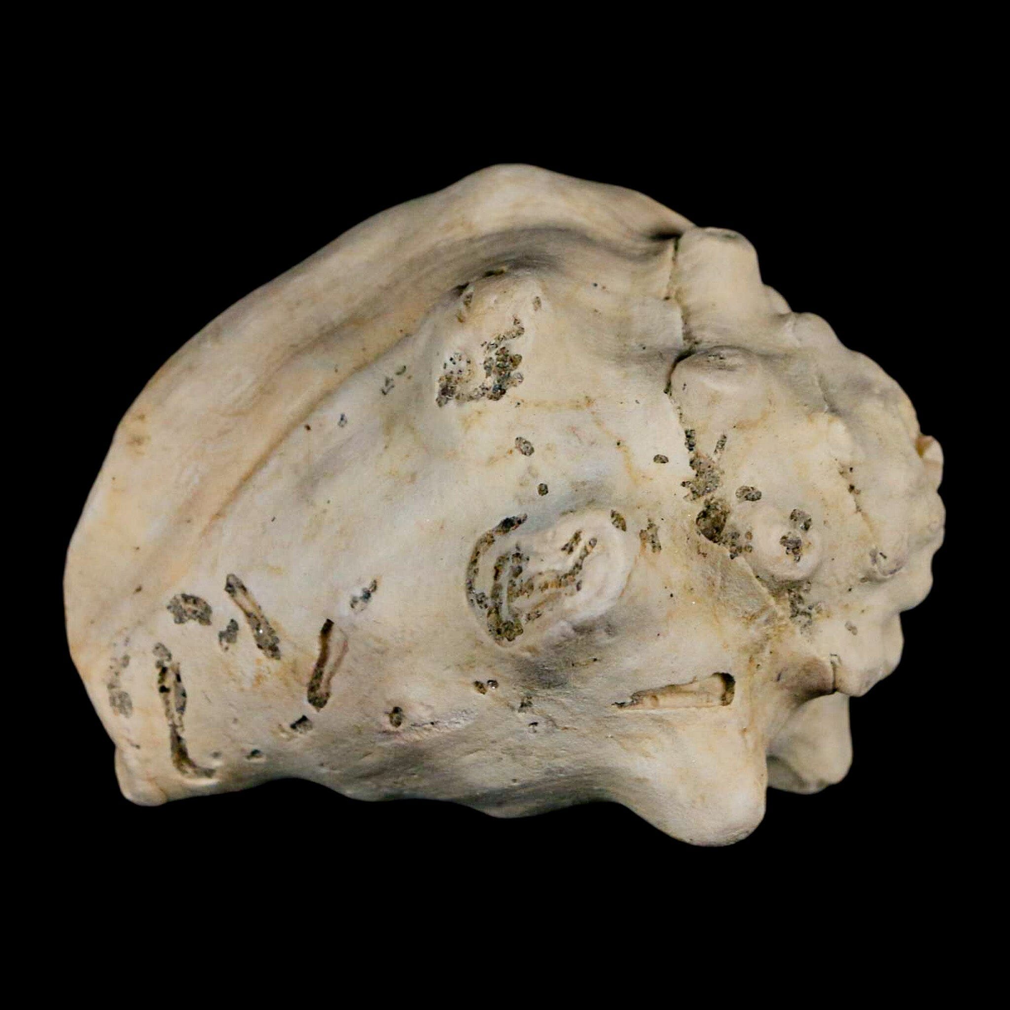 2.5" Strombus Bubonius Fossil Shell Gastropod Pliocene Age Almeria, Spain - Fossil Age Minerals