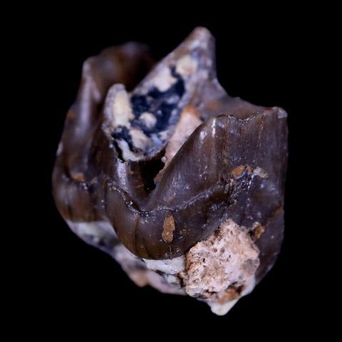 0.8" Running Rhino Hyracodon Nebrascensis Fossil Tooth South Dakota Badlands COA - Fossil Age Minerals