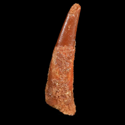 0.9" Pterosaur Coloborhynchus Fossil Tooth Upper Cretaceous Morocco COA & Display - Fossil Age Minerals