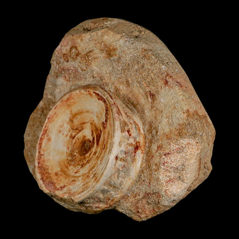 50MM Otodus Obliquus Shark Vertebrae Fossil Bone In Matrix Morocco COA - Fossil Age Minerals