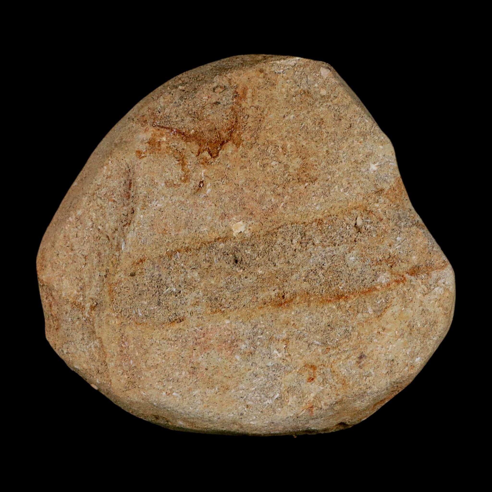 50MM Otodus Obliquus Shark Vertebrae Fossil Bone In Matrix Morocco COA - Fossil Age Minerals