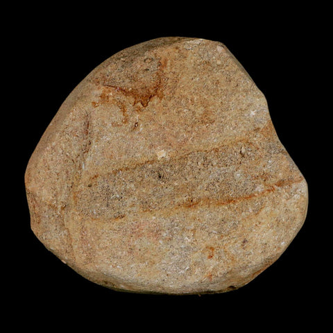 50MM Otodus Obliquus Shark Vertebrae Fossil Bone In Matrix Morocco COA - Fossil Age Minerals