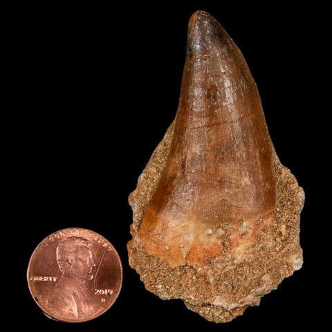 XL 2.4" Mosasaur Prognathodon Fossil Tooth Cretaceous Dinosaur Era COA & Stand - Fossil Age Minerals