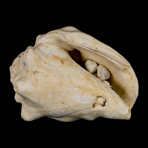 2.5" Strombus Bubonius Fossil Shell Gastropod Pliocene Age Almeria, Spain - Fossil Age Minerals