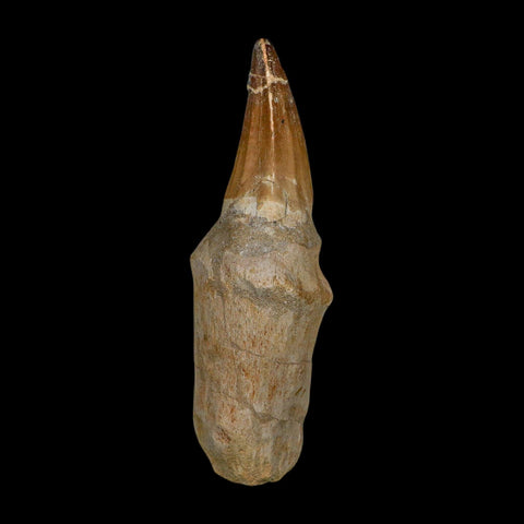 XL 5.7" Mosasaur Prognathodon Fossil Tooth Rooted Cretaceous Dinosaur Era COA