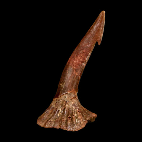 1.4" Sawfish Fossil Tooth Barb Onchopristis Numidus Cretaceous Dinosaur Era COA - Fossil Age Minerals