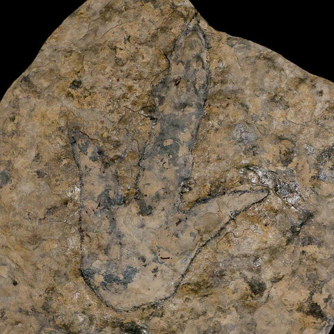 5.6" Grallator Variabilis Dinosaurs Tracks Foot Prints Jurassic Age France COA, Stand