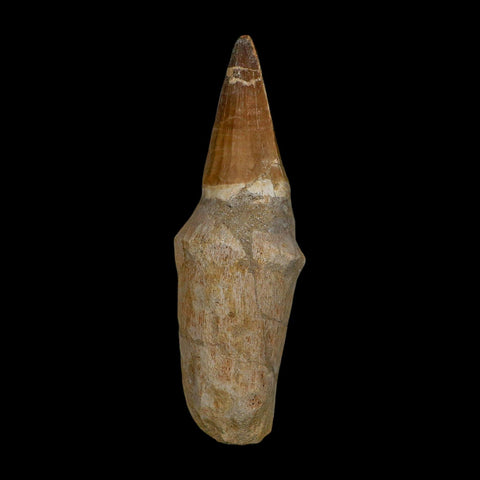 XL 5.7" Mosasaur Prognathodon Fossil Tooth Rooted Cretaceous Dinosaur Era COA