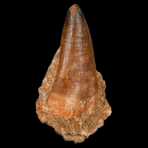 XL 2.4" Mosasaur Prognathodon Fossil Tooth Cretaceous Dinosaur Era COA & Stand - Fossil Age Minerals