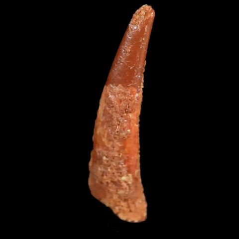 0.9" Pterosaur Coloborhynchus Fossil Tooth Upper Cretaceous Morocco COA & Display - Fossil Age Minerals