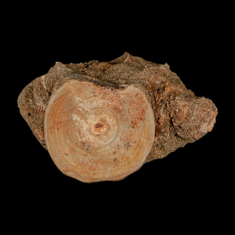 51MM Otodus Obliquus Shark Vertebrae Fossil Bone In Matrix Morocco COA - Fossil Age Minerals