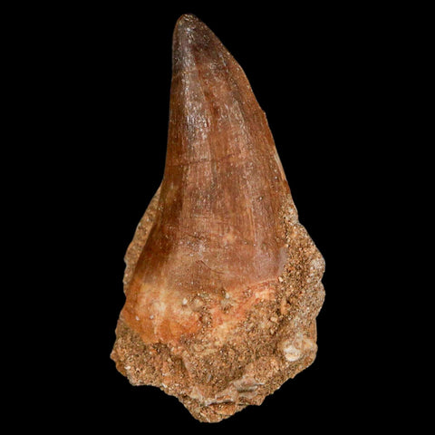 XL 2.4" Mosasaur Prognathodon Fossil Tooth Cretaceous Dinosaur Era COA & Stand - Fossil Age Minerals