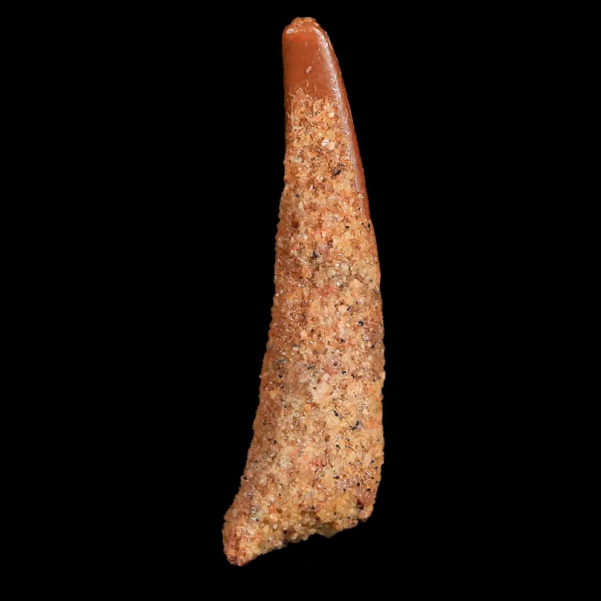 0.9" Pterosaur Coloborhynchus Fossil Tooth Upper Cretaceous Morocco COA & Display - Fossil Age Minerals
