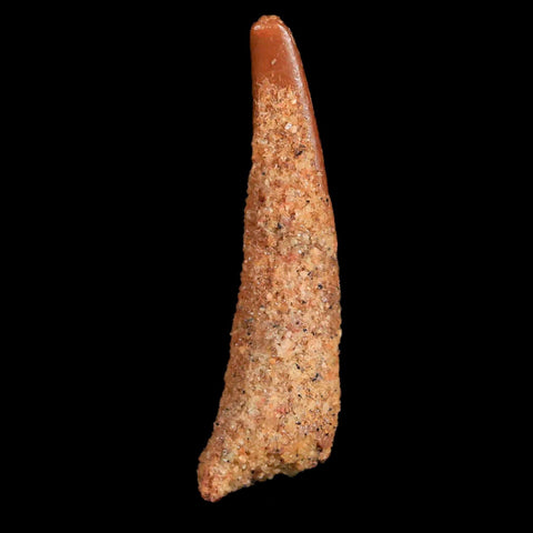 0.9" Pterosaur Coloborhynchus Fossil Tooth Upper Cretaceous Morocco COA & Display - Fossil Age Minerals