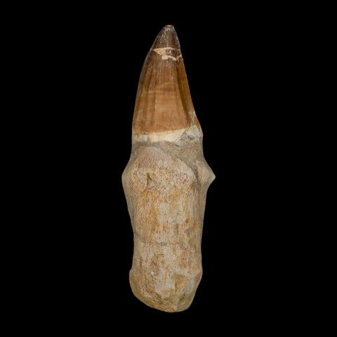 XL 5.7" Mosasaur Prognathodon Fossil Tooth Rooted Cretaceous Dinosaur Era COA